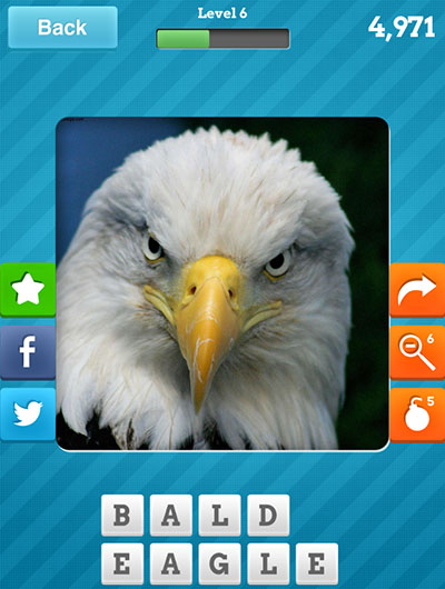  Bald Eagle 