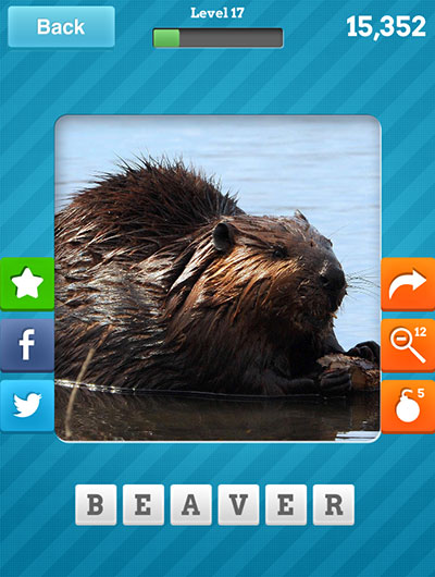  Beaver 