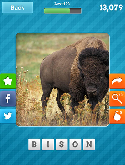  Bison 