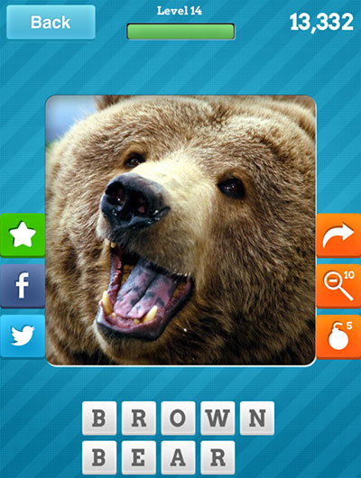  Brown Bear 