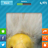  Bald Eagle 