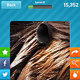  Beaver 