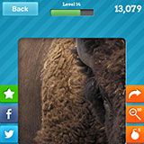  Bison 
