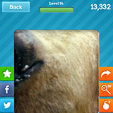  Brown Bear 