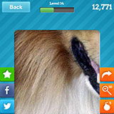  Lassie 