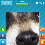  Raccoon 