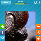  Ant 