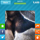  Anteater 