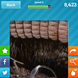  Armadillo 