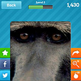  Baboon 