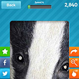  Badger 