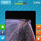  Bat 