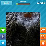  Beaver 