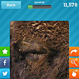  Bison 