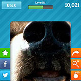  Brown Bear 