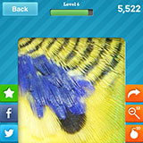  Budgerigar 
