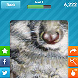  Bush Baby 