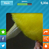  Canary 
