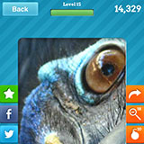  Cassowary 