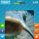  Catfish 