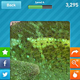  Chameleon 
