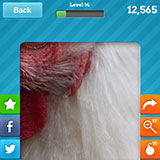  Chicken 