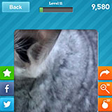 Chinchilla 
