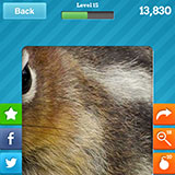  Chipmunk 