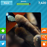  Clown Fish 