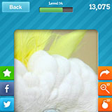  Cockatoo 