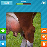  Cow 