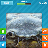  Crab 