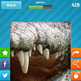  Crocodile 