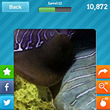  Cuttlefish 