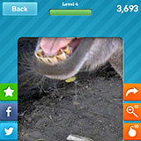  Donkey 