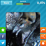  Dung Beetle 