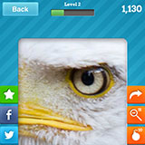  Eagle 