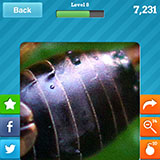  Earwig 