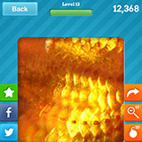  Goldfish 