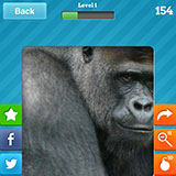  Gorilla 