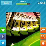 Grasshopper 