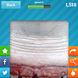 Great White 