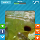  Greenflies 