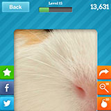  Guinea Pig 