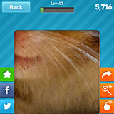  Hamster 