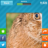  Hare 