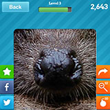  Hedgehog 