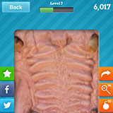  Hippopotamus 