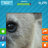  Hyena 