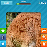  Kangaroo 